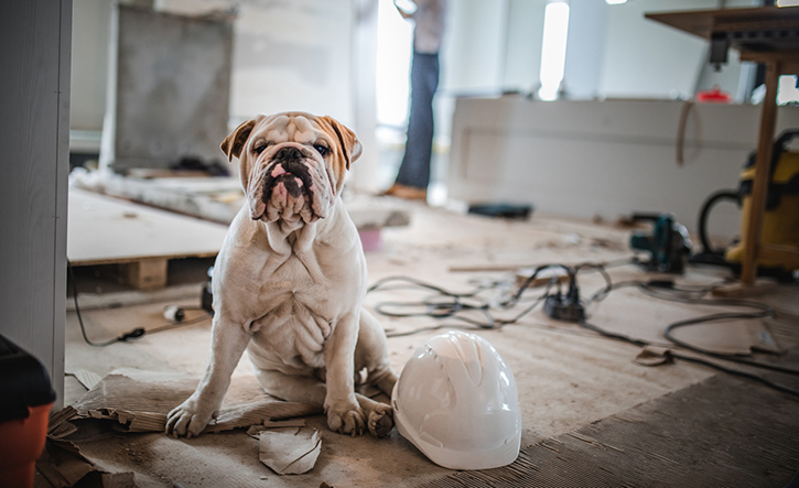 7 Pet Friendly Home Renovation Tips & Ideas from Experts